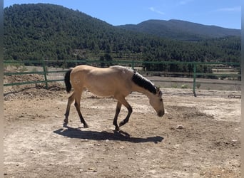 PRE, Jument, 3 Ans, Buckskin