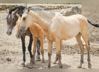 PRE, Jument, 3 Ans, Buckskin