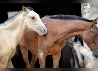 PRE, Jument, 3 Ans, Buckskin