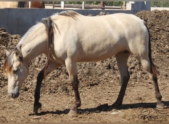 PRE, Jument, 3 Ans, Buckskin