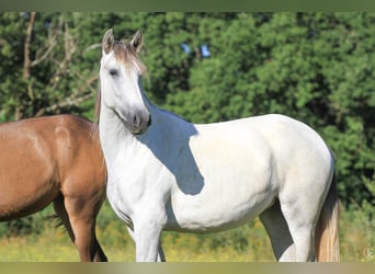 PRE Croisé, Jument, 3 Ans, Gris