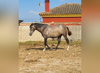 PRE, Jument, 3 Ans, Gris pommelé