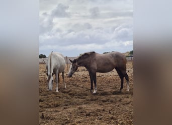 PRE, Jument, 3 Ans, Gris pommelé