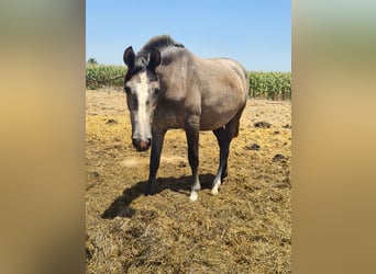 PRE, Jument, 3 Ans, Gris pommelé