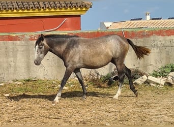 PRE, Jument, 3 Ans, Gris pommelé