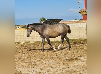 PRE, Jument, 3 Ans, Gris pommelé