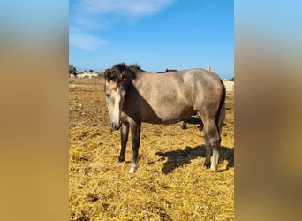 PRE, Jument, 3 Ans, Gris pommelé