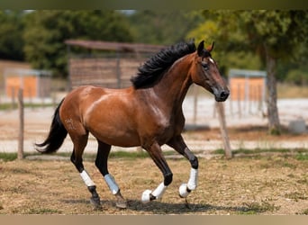 PRE, Jument, 3 Ans, Grullo