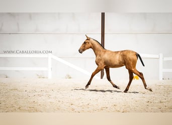 PRE Croisé, Jument, 4 Ans, 145 cm, Buckskin