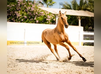 PRE Croisé, Jument, 4 Ans, 145 cm, Buckskin