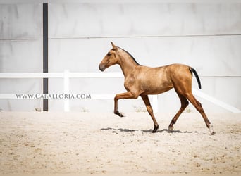 PRE Croisé, Jument, 4 Ans, 145 cm, Buckskin