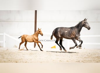 PRE Croisé, Jument, 4 Ans, 145 cm, Buckskin