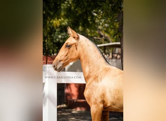 PRE Croisé, Jument, 4 Ans, 145 cm, Buckskin