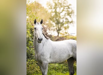 PRE Croisé, Jument, 4 Ans, 148 cm, Gris