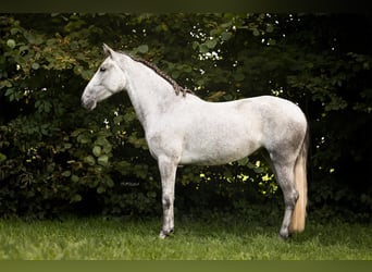 PRE Croisé, Jument, 4 Ans, 148 cm, Gris