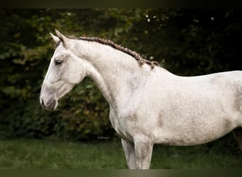 PRE Croisé, Jument, 4 Ans, 148 cm, Gris