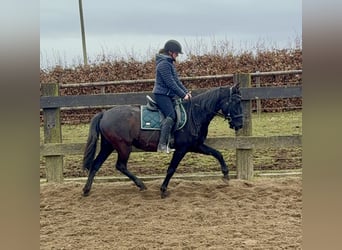 PRE Croisé, Jument, 4 Ans, 153 cm, Noir