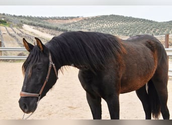 PRE Croisé, Jument, 4 Ans, 153 cm, Noir