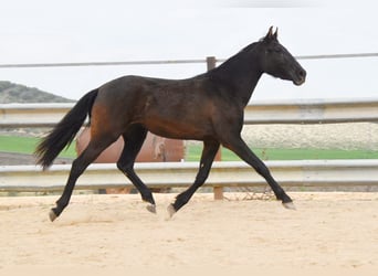 PRE Croisé, Jument, 4 Ans, 153 cm, Noir