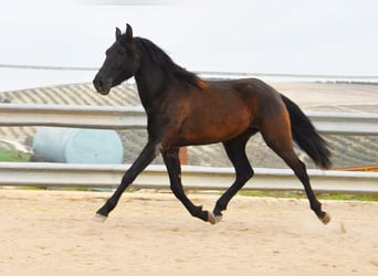 PRE Croisé, Jument, 4 Ans, 153 cm, Noir