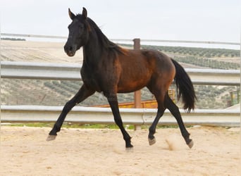 PRE Croisé, Jument, 4 Ans, 153 cm, Noir