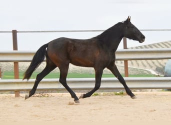 PRE Croisé, Jument, 4 Ans, 153 cm, Noir