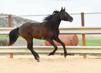 PRE Croisé, Jument, 4 Ans, 153 cm, Noir