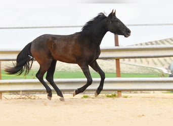 PRE Croisé, Jument, 4 Ans, 153 cm, Noir