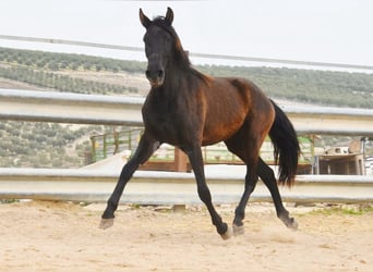 PRE Croisé, Jument, 4 Ans, 153 cm, Noir