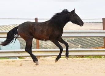 PRE Croisé, Jument, 4 Ans, 153 cm, Noir