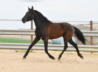 PRE Croisé, Jument, 4 Ans, 153 cm, Noir