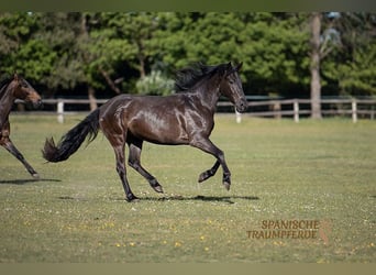 PRE Croisé, Jument, 4 Ans, 153 cm, Noir