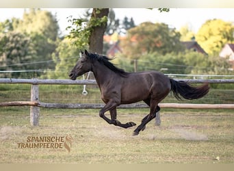 PRE Croisé, Jument, 4 Ans, 153 cm, Noir