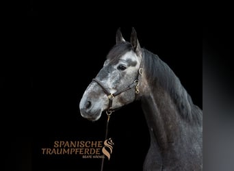 PRE Croisé, Jument, 4 Ans, 153 cm, Noir