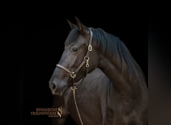 PRE Croisé, Jument, 4 Ans, 153 cm, Noir