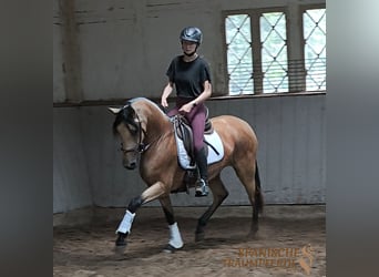 PRE Croisé, Jument, 4 Ans, 154 cm, Isabelle