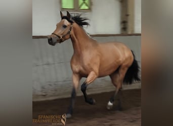 PRE Croisé, Jument, 4 Ans, 154 cm, Isabelle