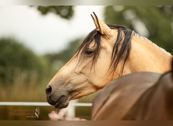 PRE Croisé, Jument, 4 Ans, 154 cm, Isabelle