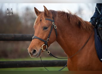 PRE Croisé, Jument, 4 Ans, 155 cm, Alezan