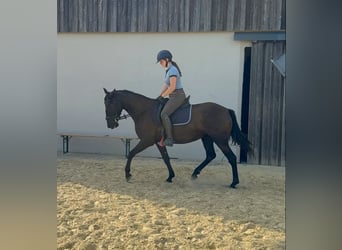 PRE, Jument, 4 Ans, 155 cm, Noir