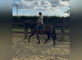 PRE, Jument, 4 Ans, 155 cm, Noir