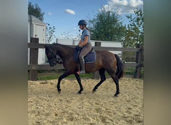 PRE, Jument, 4 Ans, 155 cm, Noir