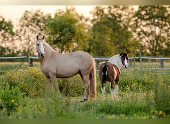 PRE, Jument, 4 Ans, 155 cm, Palomino