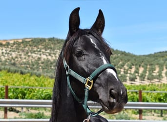 PRE Croisé, Jument, 4 Ans, 156 cm, Noir