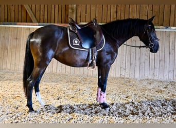 PRE Croisé, Jument, 4 Ans, 156 cm, Noir