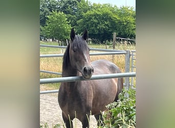 PRE Croisé, Jument, 4 Ans, 156 cm, Peut devenir gris