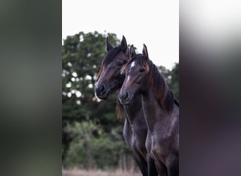 PRE Croisé, Jument, 4 Ans, 156 cm, Peut devenir gris