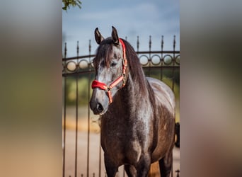 PRE, Jument, 4 Ans, 156 cm, Peut devenir gris