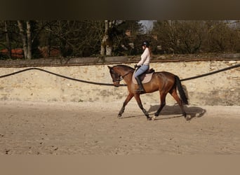 PRE, Jument, 4 Ans, 157 cm, Bai