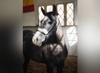PRE Croisé, Jument, 4 Ans, 157 cm, Gris